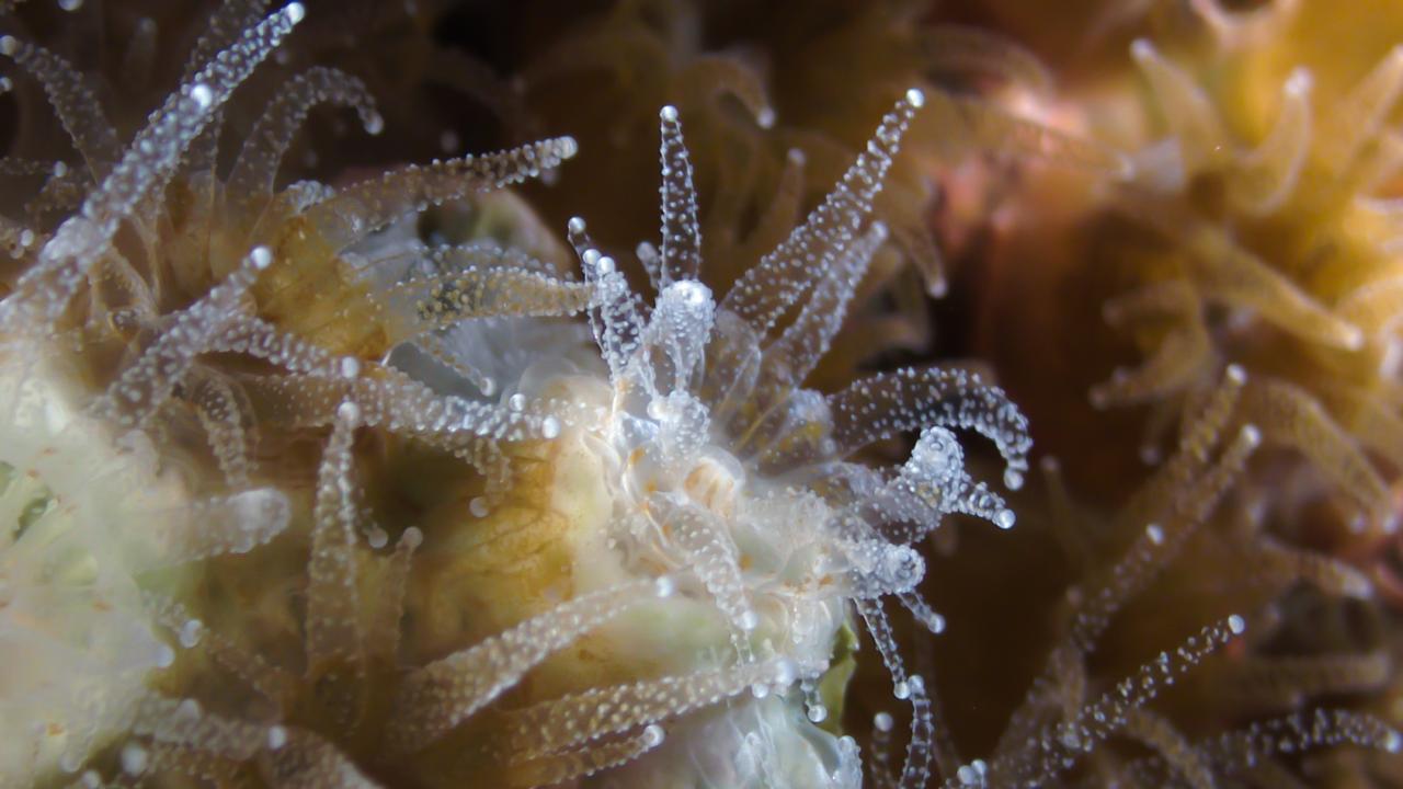 Hibernating Corals and the Microbiomes That Sustain Them