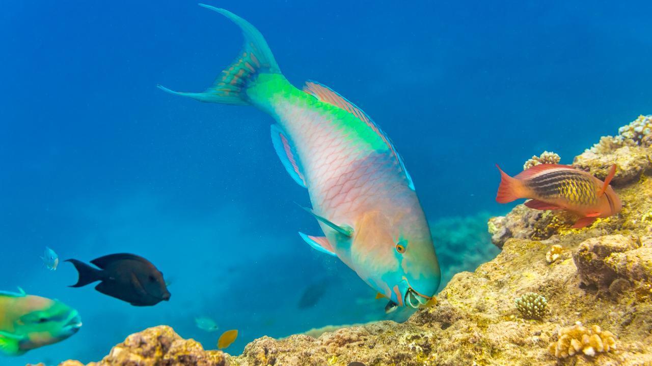 Biting Fish Article Image