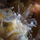 Hibernating Corals and the Microbiomes That Sustain Them